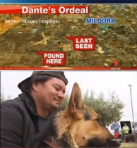 Пёс, который 14 часов охранял двухлетнего малыша, потерявшегося в австралийском лесу.
